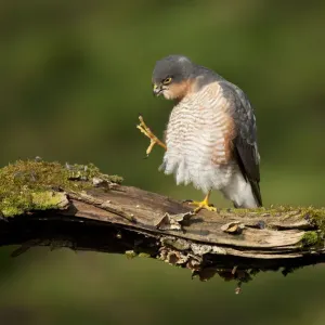 Sparrowhawk (Accipiter nisus) adult male grooming. Scotland, UK, March Sparrowhawk (Accipiter nisus) adult male grooming. Scotland, UK, March