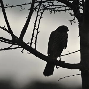 Sparrowhawk (Accipiter nisus) silhouetted, perched in hedgerow in winter, Berwickshire, Scottish Borders, Scotland, UK. November