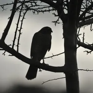El halcón de cola corta (Accipiter nisus) silueteado, posado en una seto en invierno, Berwickshire, Borders escoceses, Escocia, Reino Unido. Noviembre.
