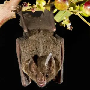 Spear-nosed bat Print, hanging from a tree branch in Manaus, Brazil Spear-nosed bat Print, hanging from a tree branch in Manaus, Brazil