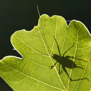 Speckled bush cricket (Leptophyes punctatissima) outline seen through backlit oak leaf