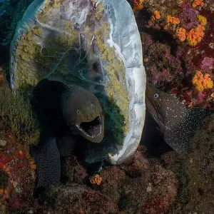 Two Speckled moray eels (Gymnothorax dovii) feeding on a Sea turtle carcass on the seabed, Wolf Island, Galapagos Islands, Pacific Ocean Two Speckled moray eels (Gymnothorax dovii) feeding on a Sea turtle carcass on the seabed, Wolf Island, Galapagos Islands, Pacific Ocean
