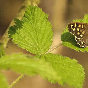 Speckled wood butterfly (Pararge aegeria) on Bramble (Rubus fructicosus) leaves, Gamlingay Wood