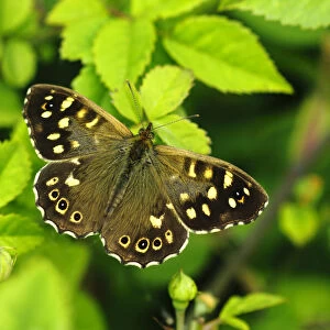 Speckled wood butterfly (Pararge aegeria) female, resting on Dog-rose, London, UK, May