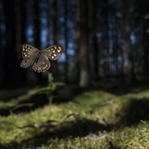 Speckled Wood (Pararge aegeria) male flying in habitat, Finland, April