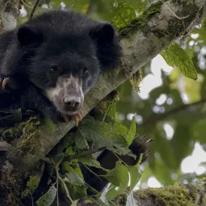 Spectacled or Andean Bear (Tremarctos ornatus) looking out from tree branch, Maquipucuna Spectacled or Andean Bear (Tremarctos ornatus) looking out from tree branch, Maquipucuna