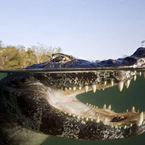 Spectacled caiman (Caiman crocodilus) Rio BaiAia Bonita, Bonito, Mato Grosso do Sul