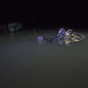 Spectacled caiman (Caiman crocodilus) in water at night, Mato Grosso, Pantanal, Brazil
