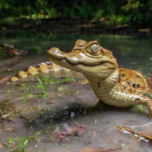 Spectacled caiman print, Amazon rainforest scene Spectacled caiman print, Amazon rainforest scene