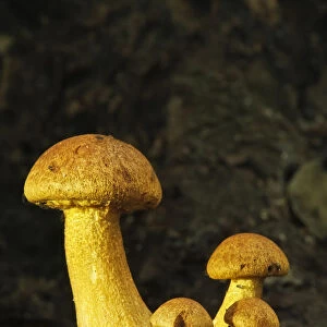 Spectacular Rustgill (Gymnopilus junonius) mushrooms. Ebernoe Common, West Sussex