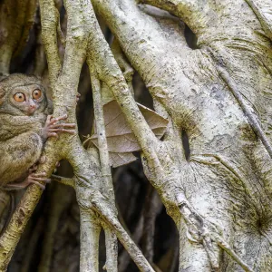 Spectral tarsier (Tarsius spectrum) in day-time roost tree (Ficus sp. )