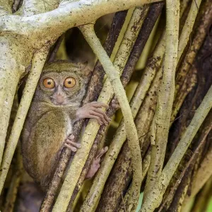 Spectral tarsier (Tarsius spectrum) in day-time roost tree (Ficus sp. ) Spectral tarsier (Tarsius spectrum) in day-time roost tree (Ficus sp. )
