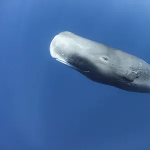 Sperm whale (Physeter macrocephalus) mature female, Dominica