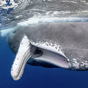Sperm whale (Physeter macrocephalus) with fully open mouth, Dominica, Caribbean Sea, Atlantic Ocean. Photo taken under permit