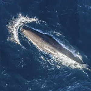Sperm Whale Aerial View Print Sperm Whale Aerial View Print