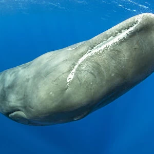 Sperm whale, (Physeter macrocephalus) Dominica, Caribbean Sea, Atlantic Ocean