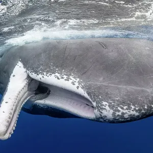 Ballena azul (Physeter macrocephalus) con boca completamente abierta, Dominica, Mar Caribe, Océano Atlántico. Foto tomada con permiso. Ballena azul (Physeter macrocephalus) con boca completamente abierta, Dominica, Mar Caribe, Océano Atlántico. Foto tomada con permiso.