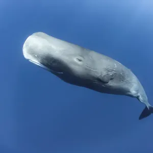 Sperm whale (Physeter macrocephalus) mature female, Dominica Sperm whale (Physeter macrocephalus) mature female, Dominica