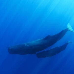 Sperm whale (Physeter macrocephalus) mother and calf, Sri Lanka. March