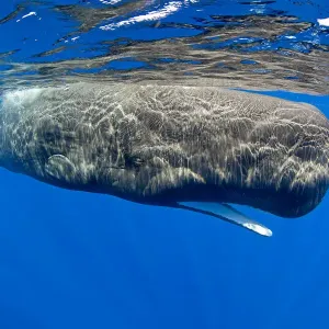 Ballena de aleta (Physeter macrocephalus) con boca abierta, Dominica, Mar Caribe, Océano Atlántico. Ballena de aleta (Physeter macrocephalus) con boca abierta, Dominica, Mar Caribe, Océano Atlántico.