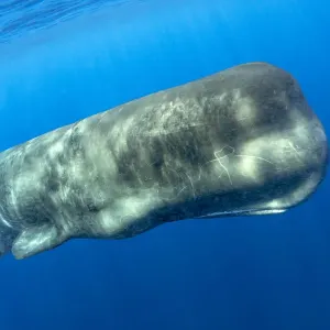 Sperm whale, (Physeter macrocephalus) Pelagos Sanctuary for Mediterranean Marine Sperm whale, (Physeter macrocephalus) Pelagos Sanctuary for Mediterranean Marine