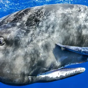 Sperm Whale Print with Remora Fish Sperm Whale Print with Remora Fish