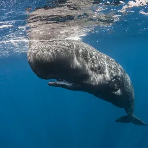 Ballena franca (Physeter macrocephalus) descansando justo debajo de la superficie, Isla Faial, Azores. Ballena franca (Physeter macrocephalus) descansando justo debajo de la superficie, Isla Faial, Azores.