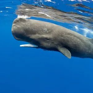 Ballena azul (Physeter macrocephalus) en superficie, Dominica, Mar Caribe, Océano Atlántico. Ballena azul (Physeter macrocephalus) en superficie, Dominica, Mar Caribe, Océano Atlántico.