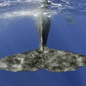 Sperm whale (Physeter macrocephalus) tail below water as whale surfaces, Dominica Sperm whale (Physeter macrocephalus) tail below water as whale surfaces, Dominica