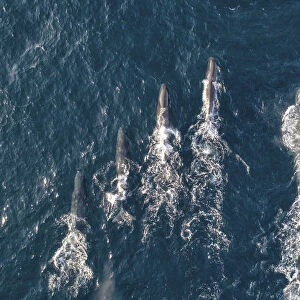 Sperm whales (Physeter macrocephalus) aerial shot showing much larger male on right