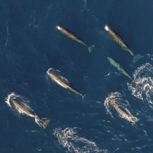 Sperm whales (Physeter macrocephalus) female group, aerial view. Baja California Sperm whales (Physeter macrocephalus) female group, aerial view. Baja California