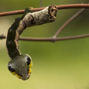 Sphinx hawk moth (Hemeroplanes triptolemus) caterpillar, snake mimic species, Amarakaeri