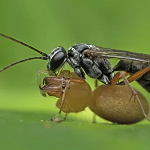 Spider wasp (Pompilidae) with spider prey, Buxa Tiger Reserve, India