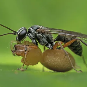 Spider wasp (Pompilidae) with spider prey, Buxa Tiger Reserve, India