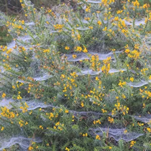 Spider webs covered in dew, on a flowering Gorse bush, Peak District National Park