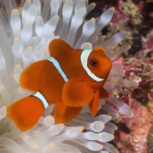 Spinecheek Anemonefish Print, Indonesia Spinecheek Anemonefish Print, Indonesia