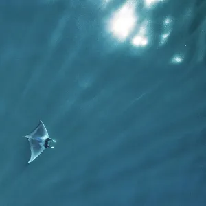 Spinetail devil ray (Mobula mobular), four with rays of light and sparkle of sun on water, aerial view. Sea of Cortez, Baja California, Mexico. March