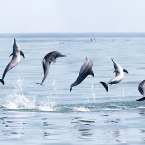 Spinner Dolphin Spinning Print, Sri Lanka Spinner Dolphin Spinning Print, Sri Lanka