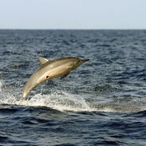 Spinner dolphin Print: Jumping with Shark Scar and Remora Spinner dolphin Print: Jumping with Shark Scar and Remora