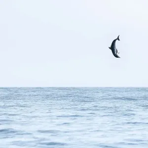 Spinner dolphin (Stenella longirostris) leaping exceptionally high into the air, Sri Lanka Spinner dolphin (Stenella longirostris) leaping exceptionally high into the air, Sri Lanka