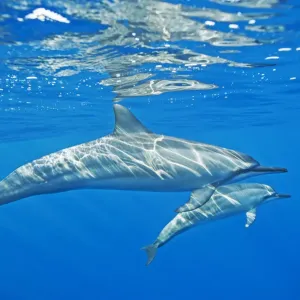 Dauphin à queue en forme de roulette (Stenella longirostris) avec possible veau, côte Kona, Hawaï, États-Unis. Dauphin à queue en forme de roulette (Stenella longirostris) avec possible veau, côte Kona, Hawaï, États-Unis.