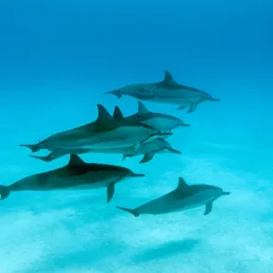 Les dauphins à ailerons (Stenella longirostris) petit groupe dans l'atoll de Midway, Midway, Pacifique. Les dauphins à ailerons (Stenella longirostris) petit groupe dans l'atoll de Midway, Midway, Pacifique.