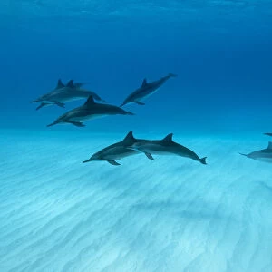 Spinner dolphins (Stenella longirostris) small pod in within Midway atoll, Midway, Pacific