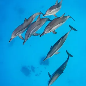 Les dauphins spinners (Stenella longirostris) en groupe nageant au-dessus d'une lagune sablonneuse peu profonde dans un récif corallien. Les dauphins spinners (Stenella longirostris) en groupe nageant au-dessus d'une lagune sablonneuse peu profonde dans un récif corallien.