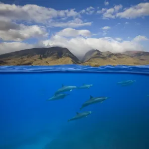 Spinner dolphins (Stenella longirostris) swimming off Oluwalu, Maui, Hawaii. Digital composite Spinner dolphins (Stenella longirostris) swimming off Oluwalu, Maui, Hawaii. Digital composite