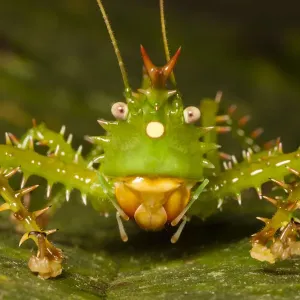 Spiny Devil Katydid Print Spiny Devil Katydid Print