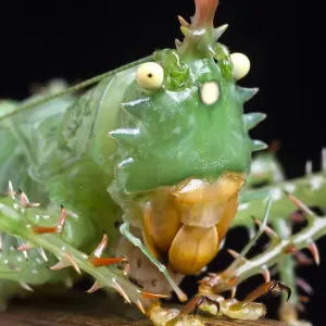 Spiny devil katydid (Panacanthus cuspidatus) eating a grub, Napo, Ecuador, South America Spiny devil katydid (Panacanthus cuspidatus) eating a grub, Napo, Ecuador, South America