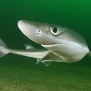 Spiny Dogfish Portrait Print Spiny Dogfish Portrait Print