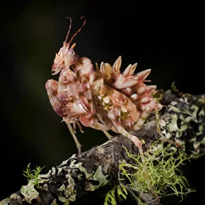 Spiny flower mantis (Pseudocreobotra wahlbergii) captive, from South and East Africa