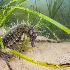Spiny Seahorse Print in Seagrass Meadow Spiny Seahorse Print in Seagrass Meadow